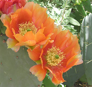 Prickly pear cactus flowers in bloom