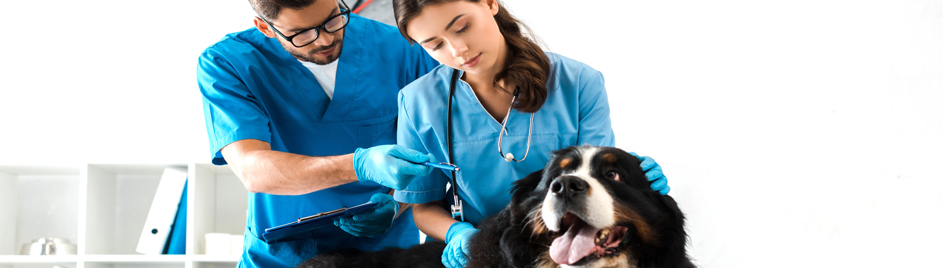 Vet assistant holding dog