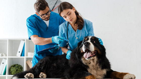 Vet assistant checking dog